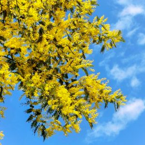 フローラルガーデンよさみ、4月春の花、愛知県刈谷市の観光・撮影スポットの画像と写真