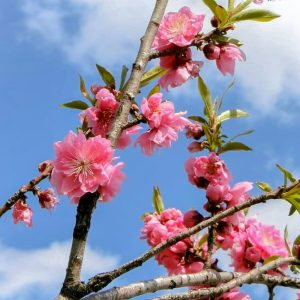 フローラルガーデンよさみ、4月春の花、愛知県刈谷市の観光・撮影スポットの画像と写真