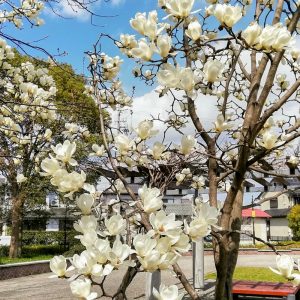 フローラルガーデンよさみ、モクレン、4月春の花、愛知県刈谷市の観光・撮影スポットの画像と写真