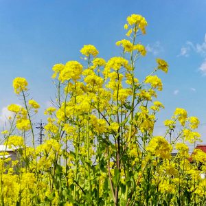 フローラルガーデンよさみ、菜の花、4月春の花、愛知県刈谷市の観光・撮影スポットの画像と写真