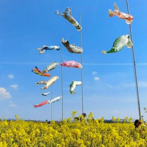 フローラルガーデンよさみ、菜の花、4月春の花、愛知県刈谷市の観光・撮影スポットの画像と写真