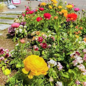 フローラルガーデンよさみ、4月春の花、愛知県刈谷市の観光・撮影スポットの画像と写真
