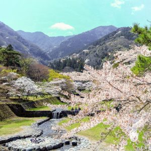 養老公園、桜、3月春の花、岐阜県養老郡の観光・撮影スポットの画像と写真