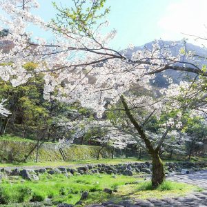 養老公園、桜、3月春の花、岐阜県養老郡の観光・撮影スポットの画像と写真
