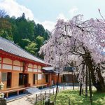 瑞龍寺、しだれ桜、3月春の花、愛知県豊田市の観光・撮影スポットの画像と写真
