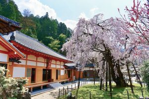 瑞龍寺、しだれ桜、3月春の花、愛知県豊田市の観光・撮影スポットの画像と写真