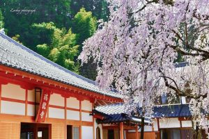 瑞龍寺、しだれ桜、3月春の花、愛知県豊田市の観光・撮影スポットの画像と写真