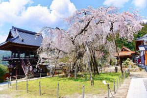瑞龍寺、しだれ桜、3月春の花、愛知県豊田市の観光・撮影スポットの画像と写真