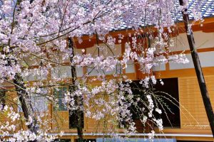 瑞龍寺、しだれ桜、3月春の花、愛知県豊田市の観光・撮影スポットの画像と写真