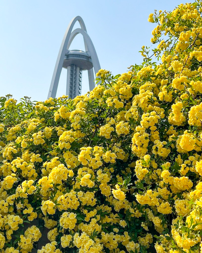 モッコウバラ、138タワーパーク、春の花、愛知県一宮市の観光・撮影スポットの名所