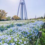 138タワーパーク、ネモフィラ、4月の春の花、愛知県一宮市の観光・撮影スポットの画像と写真