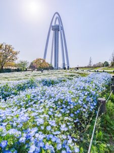 138タワーパーク、ネモフィラ、4月の春の花、愛知県一宮市の観光・撮影スポットの画像と写真