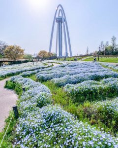 138タワーパーク、ネモフィラ、4月の春の花、愛知県一宮市の観光・撮影スポットの画像と写真