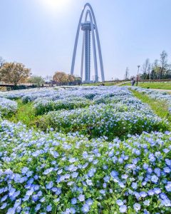 138タワーパーク、ネモフィラ、4月の春の花、愛知県一宮市の観光・撮影スポットの画像と写真