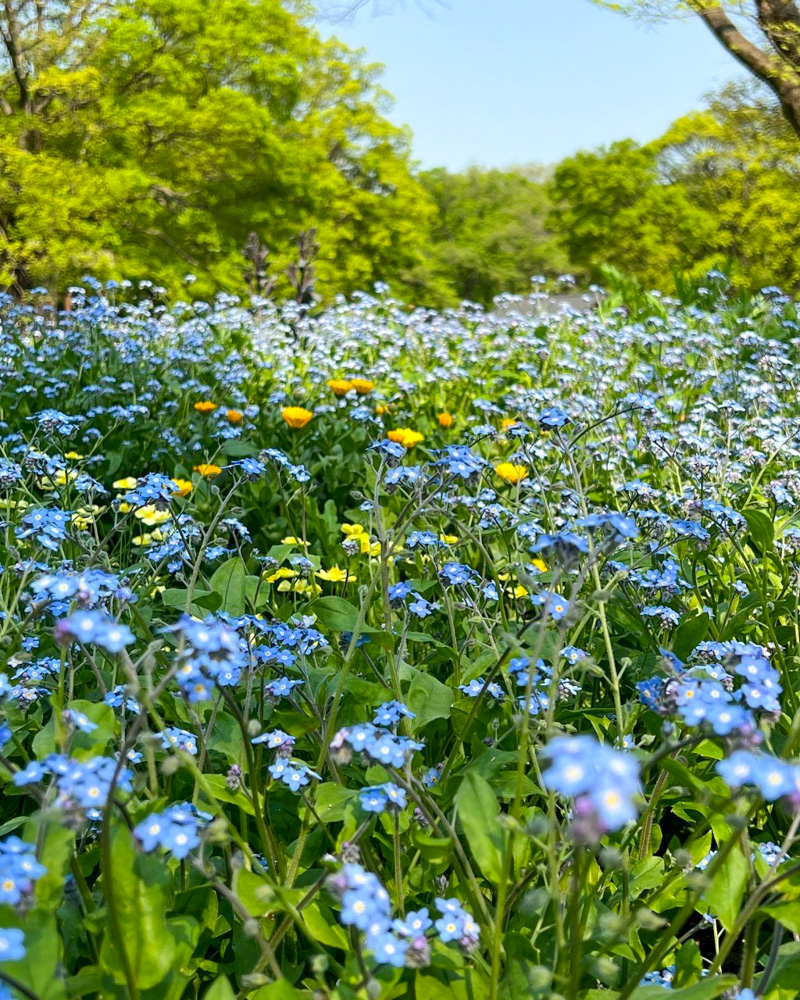 138タワーパーク、春の花、愛知県一宮市の観光・撮影スポットの名所