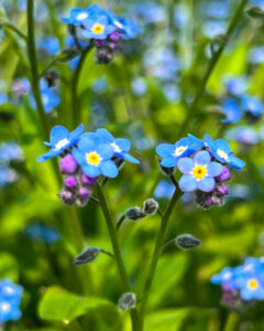 138タワーパーク、春の花、愛知県一宮市の観光・撮影スポットの名所
