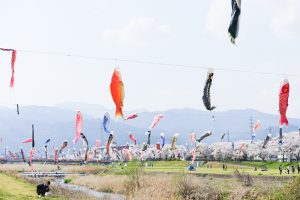 相川水辺公園、さくら、鯉のぼり、4月春、岐阜県不破郡の観光・撮影スポットの画像と写真