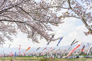 相川水辺公園、さくら、鯉のぼり、4月春、岐阜県不破郡の観光・撮影スポットの画像と写真