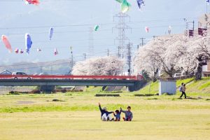 相川水辺公園、さくら、鯉のぼり、4月春、岐阜県不破郡の観光・撮影スポットの画像と写真