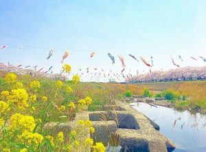 相川水辺公園、さくら、鯉のぼり、4月春、岐阜県不破郡の観光・撮影スポットの画像と写真