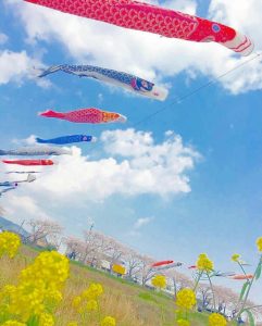 相川水辺公園、さくら、鯉のぼり、4月春、岐阜県不破郡の観光・撮影スポットの画像と写真