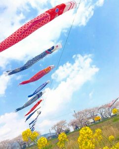 相川水辺公園、さくら、鯉のぼり、4月春、岐阜県不破郡の観光・撮影スポットの画像と写真