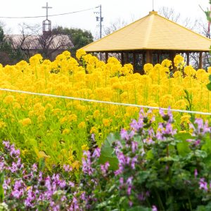 愛知牧場、菜の花、４月春の花、愛知県日進市の観光・撮影スポットの画像と写真