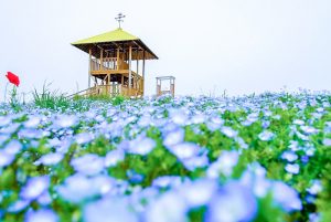 愛知牧場、ネモフィラ、4月春の花、愛知県日進市の観光・撮影スポットの画像と写真