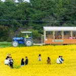 愛知牧場、菜の花、４月春の花、愛知県日進市の観光・撮影スポットの画像と写真