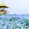 愛知牧場、ネモフィラ、4月春の花、愛知県日進市の観光・撮影スポットの画像と写真
