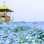 愛知牧場、ネモフィラ、4月春の花、愛知県日進市の観光・撮影スポットの画像と写真