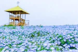 愛知牧場、ネモフィラ、4月春の花、愛知県日進市の観光・撮影スポットの画像と写真