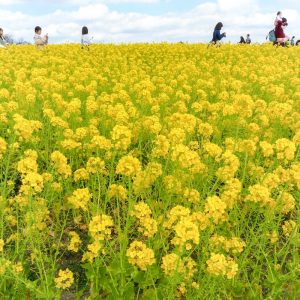 愛知牧場、菜の花、４月春の花、愛知県日進市の観光・撮影スポットの画像と写真