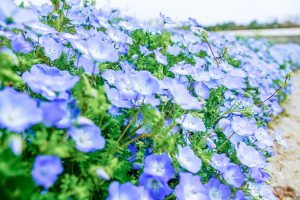 愛知牧場、ネモフィラ、4月春の花、愛知県日進市の観光・撮影スポットの画像と写真