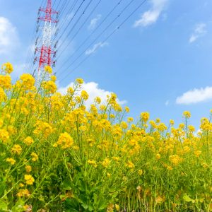 愛知牧場、菜の花、４月春の花、愛知県日進市の観光・撮影スポットの画像と写真