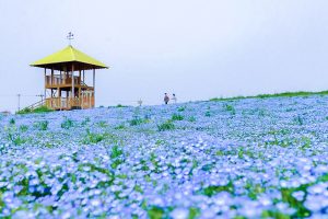 愛知牧場、ネモフィラ、4月春の花、愛知県日進市の観光・撮影スポットの画像と写真