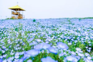 愛知牧場、ネモフィラ、4月春の花、愛知県日進市の観光・撮影スポットの画像と写真