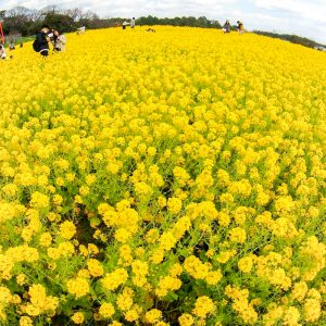 愛知牧場、菜の花、４月春の花、愛知県日進市の観光・撮影スポットの画像と写真