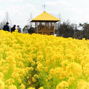 愛知牧場、菜の花、４月春の花、愛知県日進市の観光・撮影スポットの画像と写真