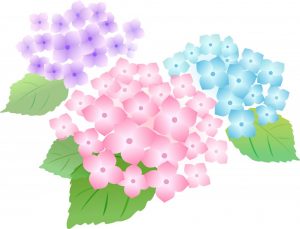 あじさいイラスト