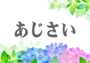 あじさい