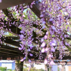浅野公園、藤棚、4月春の花、愛知県一宮市の観光・撮影スポットの画像と写真