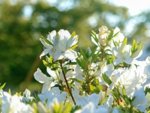 浅野公園、つつじ、4月春の花、愛知県一宮市の観光・撮影スポットの画像と写真