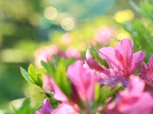浅野公園、つつじ、4月春の花、愛知県一宮市の観光・撮影スポットの画像と写真