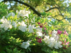 浅野公園、つつじ、4月春の花、愛知県一宮市の観光・撮影スポットの画像と写真