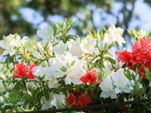 浅野公園、つつじ、4月春の花、愛知県一宮市の観光・撮影スポットの画像と写真