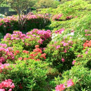 浅野公園、つつじ、4月春の花、愛知県一宮市の観光・撮影浅野公園、つつじ、4月春の花、愛知県一宮市の観光・撮影スポットの画像と写真