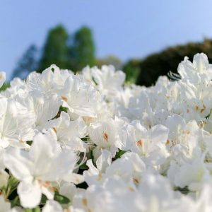 浅野公園、つつじ、4月春の花、愛知県一宮市の観光・撮影スポットの画像と写真