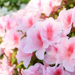 浅野公園、つつじ、4月春の花、愛知県一宮市の観光・撮影スポットの画像と写真