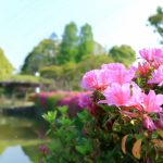 浅野公園、つつじ、4月春の花、愛知県一宮市の観光・撮影スポットの画像と写真